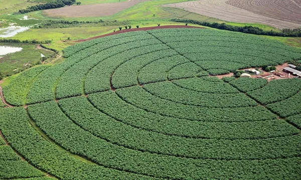AGRONEGÓCIO: Contrato baseado em soja brasileira já está disponível 