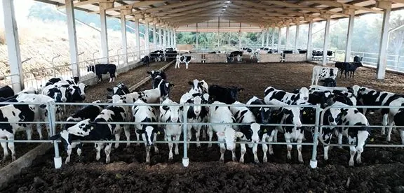 AGRO: Pela primeira vez na história, cooperado da Frísia produz "boi China" para exportação