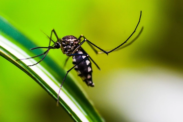 dengue 13 03 2024