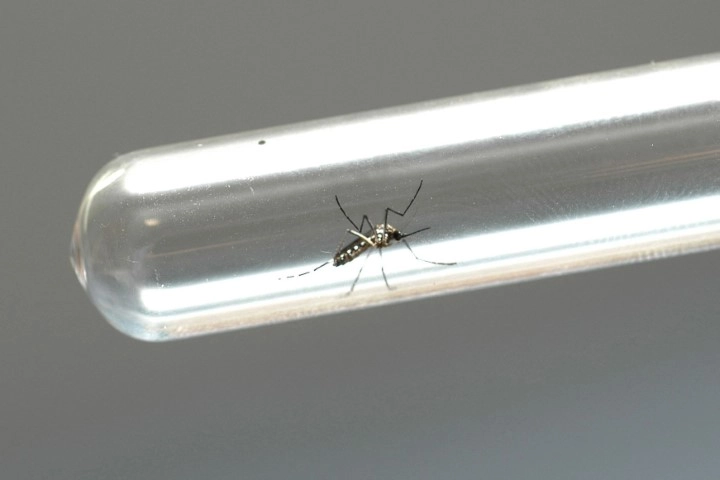dengue 03 07 2024