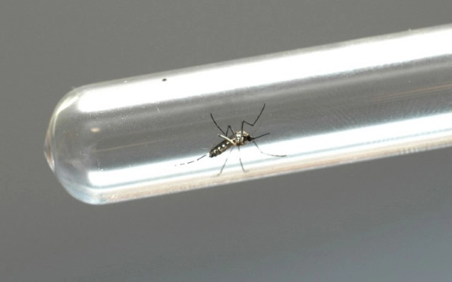 dengue 24 07 2024