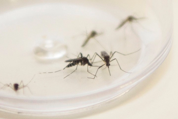 dengue 31 07 2024