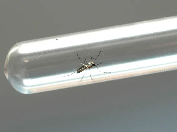 dengue 21 08 2024