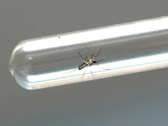 dengue 28 08 2024