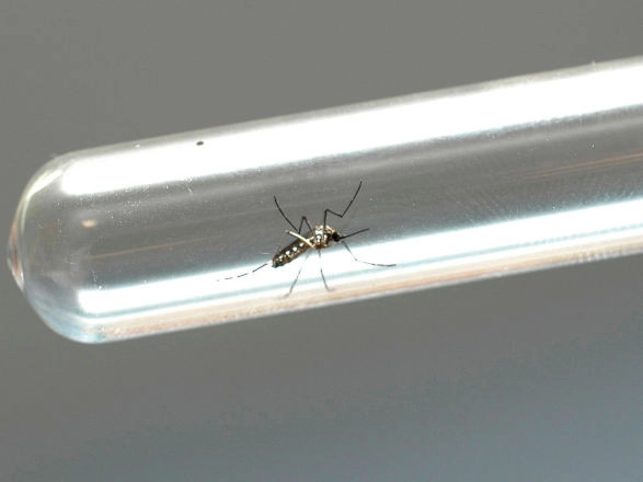 dengue 11 09 2024