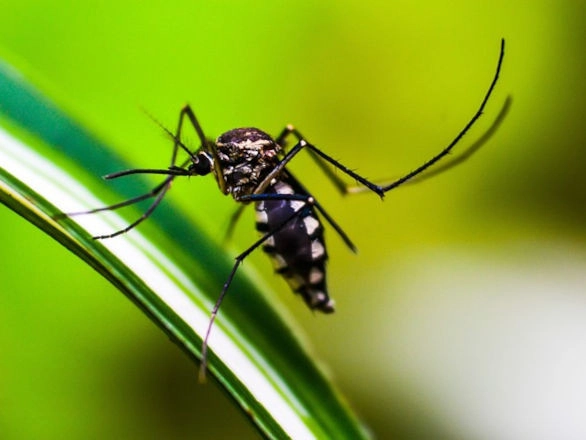 dengue 25 09 2024