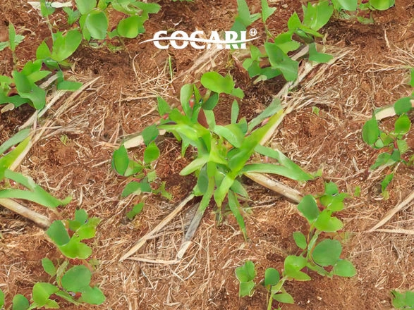cocari 30 09 2024