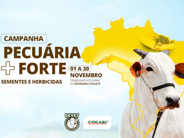cocari 26 11 2024