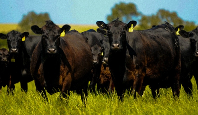 show rural 1 29 01 2025