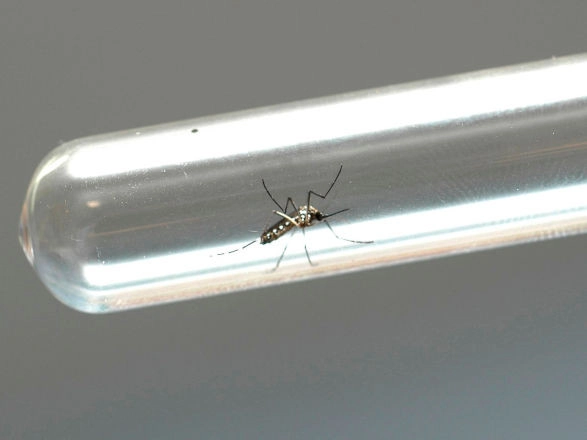 dengue 18 02 2025