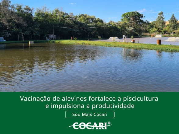 cocari II 25 02 2025