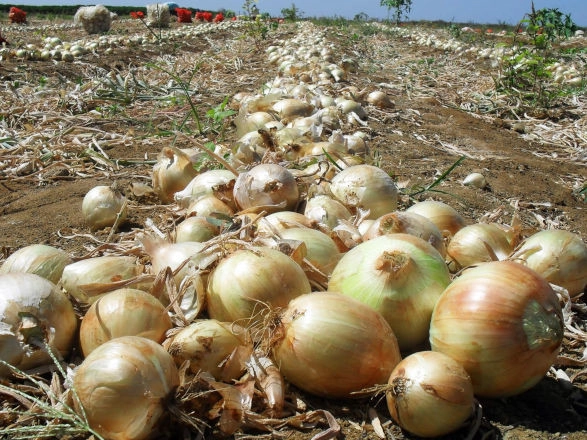 conjuntura agro 21 03 2025