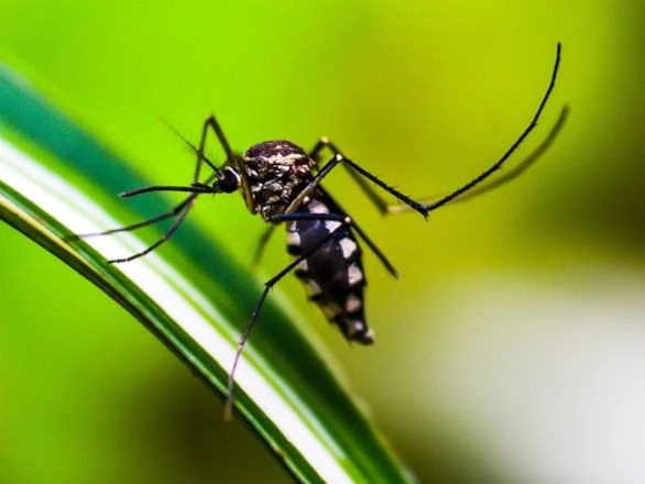 dengue 28 05 2025