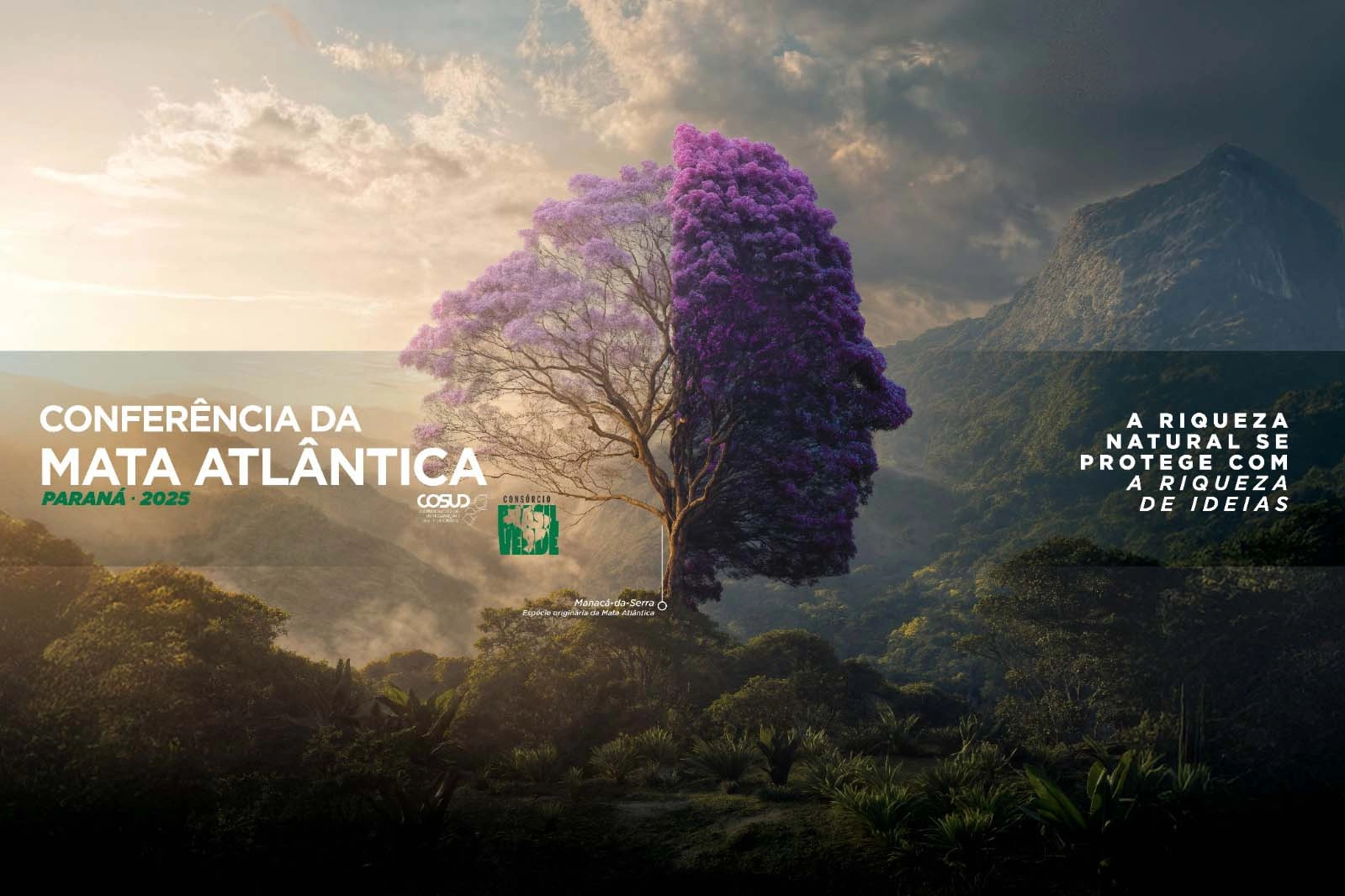 mata atlantica 12 08 2025