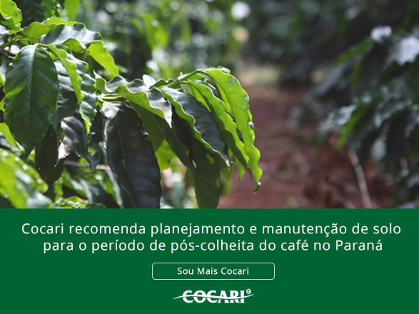 cocari II 04 09 2025