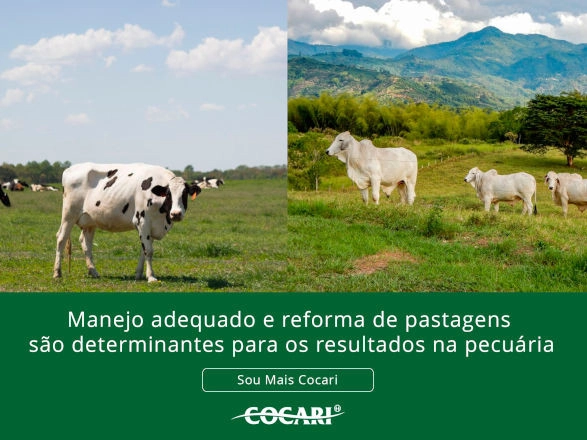 cocari 05 09 2025