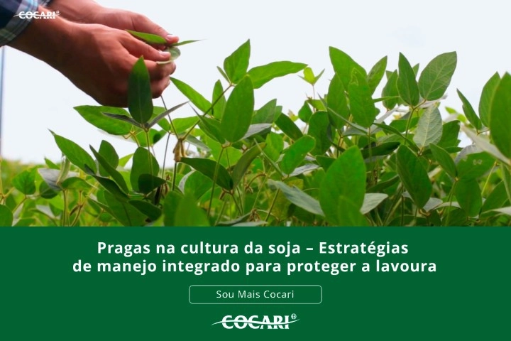 cocari soja