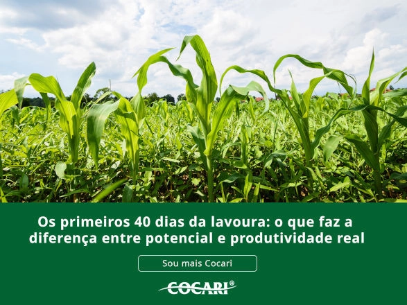 cocari 02 12 2025