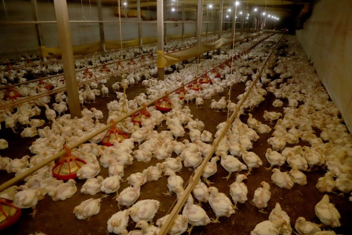frango