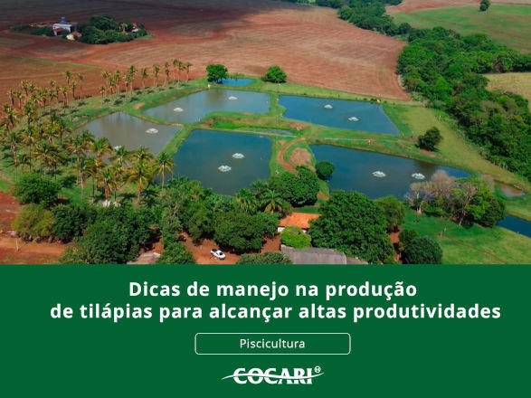 cocari II 12 12 2025