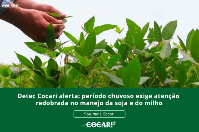 cocari 18 12 2025