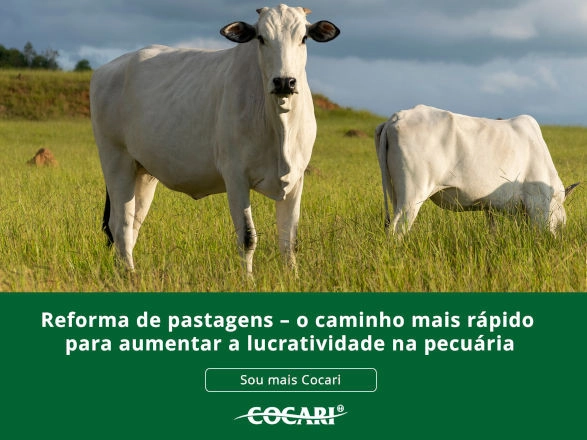 cocari 22 12 2025