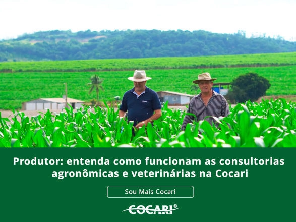 cocari 05 01 2026