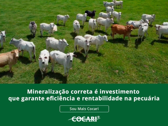 cocari 07 01 2026
