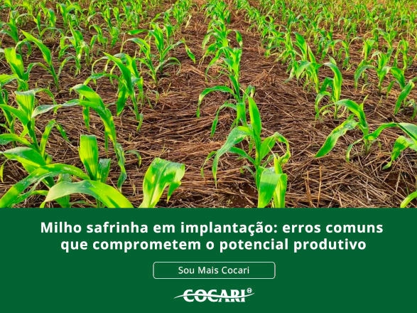 cocari 06 03 2026