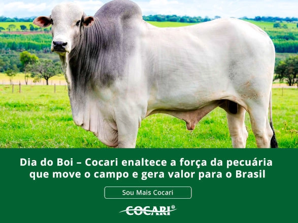 cocari 24 04 2026