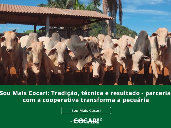 cocari 07 05 2026