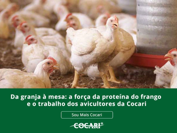 cocari 12 05 2026