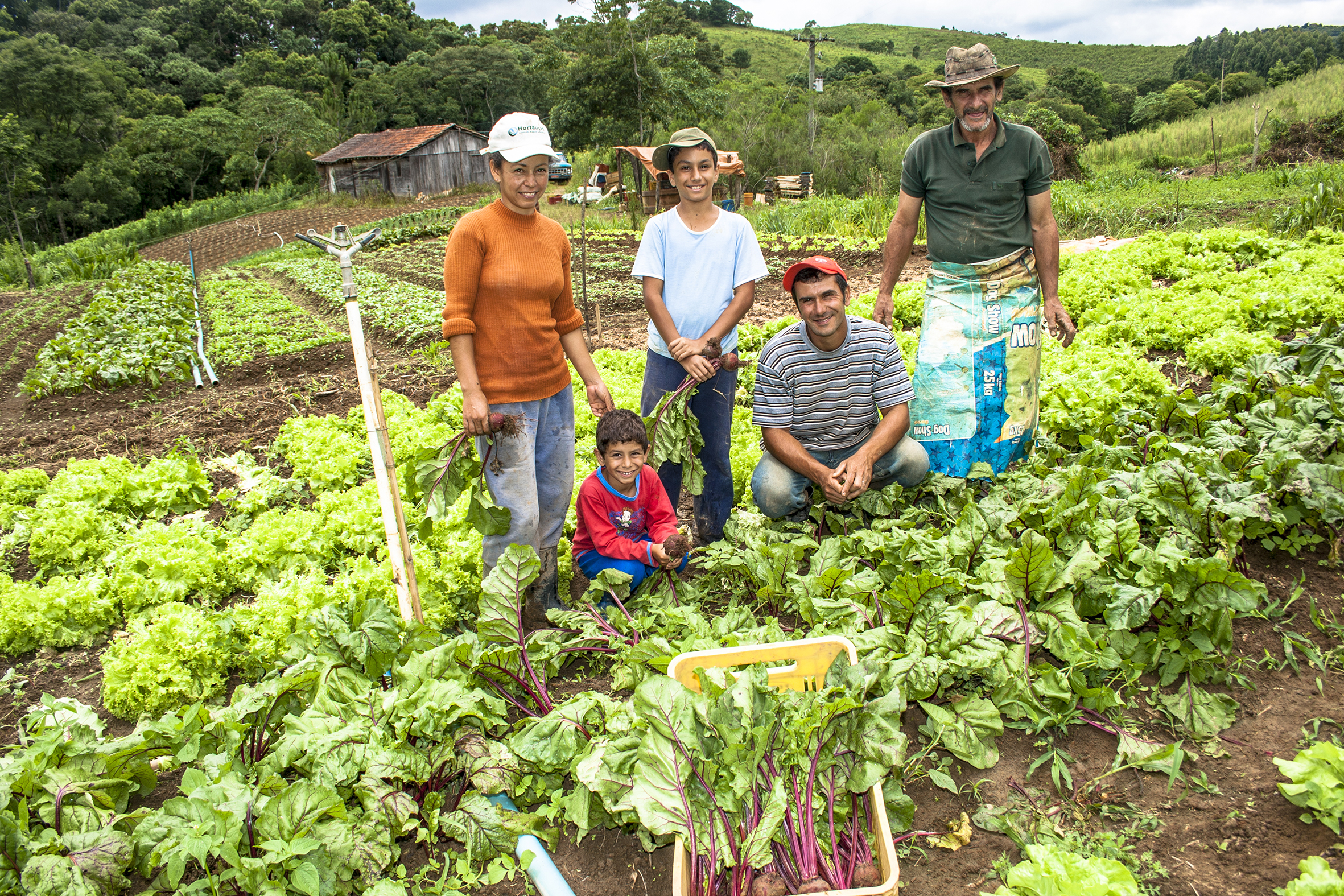 Sicredi amplia distribuição de crédito para agricultura familiar