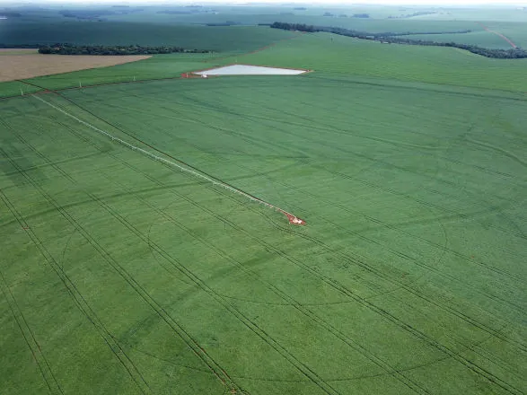 Plantio de soja avança no Paraná e já cobre 1,3 milhão de hectares, 22% da área prevista