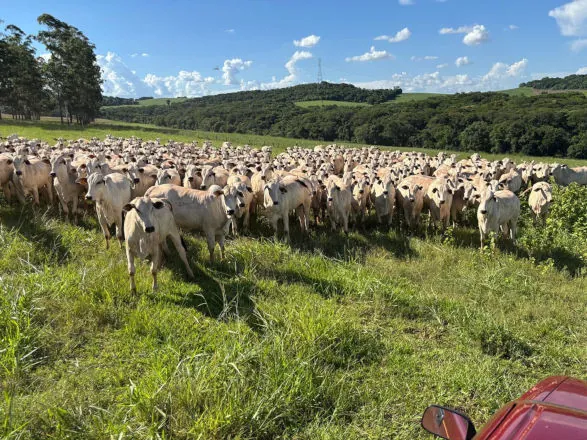 Com integração lavoura-pecuária, produtor amplia a rentabilidade dos negócios em Londrina