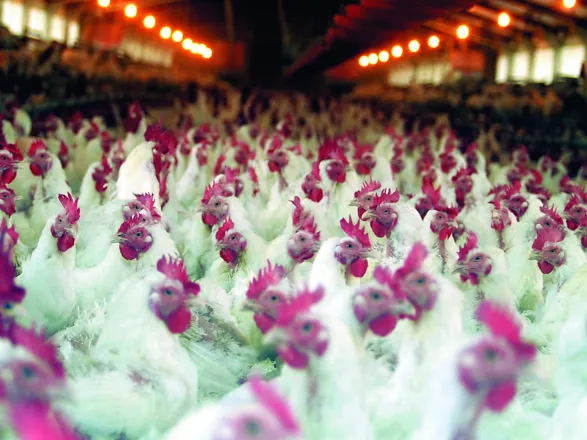 Mesmo com suspensões, exportações de carne de frango mantém patamares próximos de 400 mil toneladas