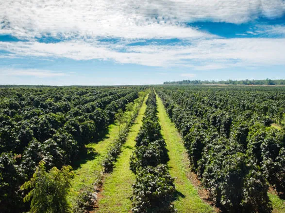 Aplicação do crédito rural da safra 2024/2025 somou R$ 330,9 bilhões