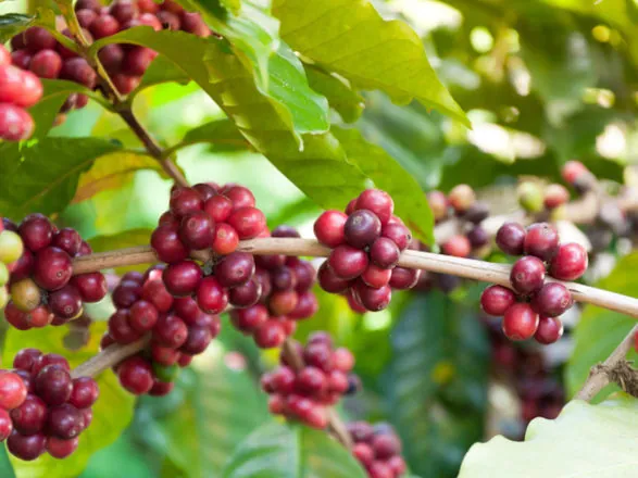 Governo Federal disponibiliza mais de R$ 7 bilhões para impulsionar desenvolvimento do setor cafeeiro