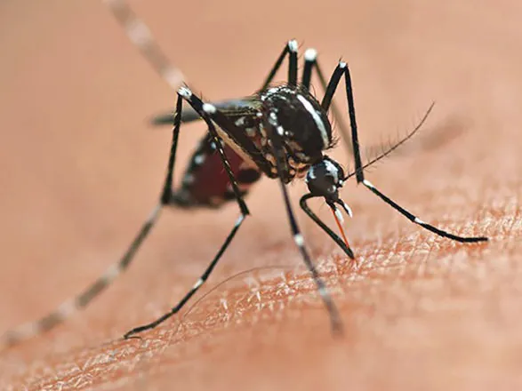 Secretaria da Saúde inicia novo período epidemiológico da dengue no Paraná