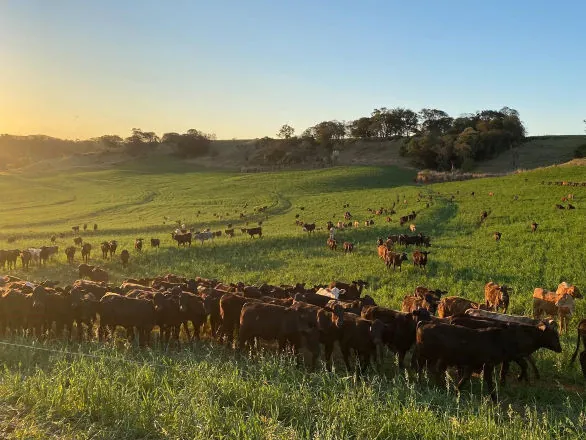 Portaria da Adapar intensifica regras para combate à brucelose e tuberculose bovina no Paraná