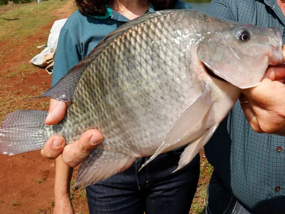 Paraná alcança marca de 273 mil toneladas de peixes em 2025 e lidera produção nacional