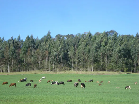 Parceria com Google melhora eficiência do Cadastro Ambiental Rural