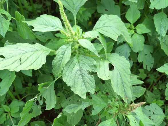 Avanço de plantas daninhas em sistema com soja preocupa e reforça necessidade de manejo integrado