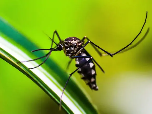 Casos de dengue no Brasil caem 75% em 2026