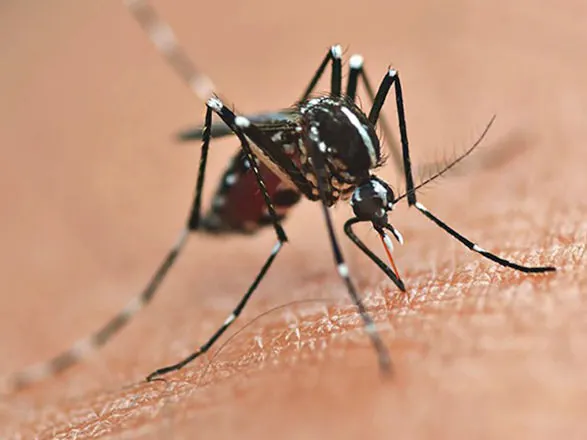 Secretaria da Saúde alerta para prevenção da dengue mesmo com queda de casos no Paraná