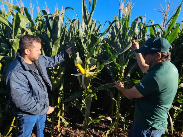 Dia de Campo Milho Safrinha da Copagril apresentará desempenho de híbridos e manejo sustentável em condições reais 