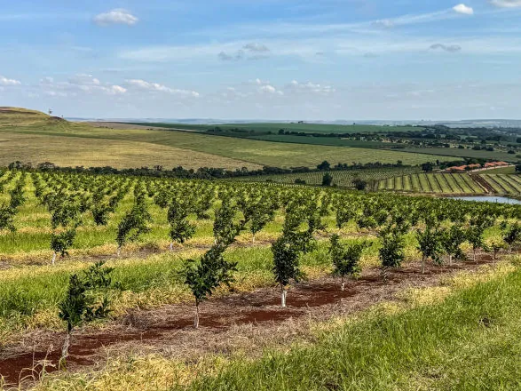 Fazenda Água Branca fortalece atuação da Integrada na produção de citros